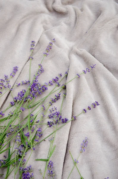 Soft gray blanket in the garden with sprigs of lavender on a picnic, background for cover or greeting card