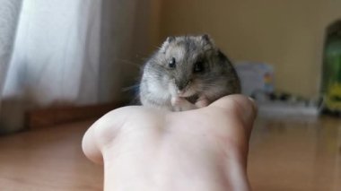 Gri hamster bir kadının üzerine oturur ve döner. Huzursuz insan ya da hayvan kavramı.