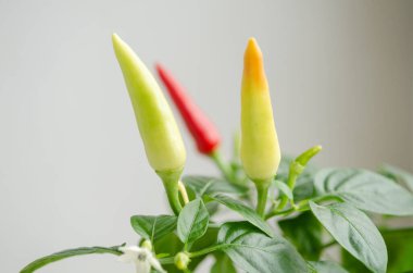 Kapalı alanda, çalılık şeklinde kırmızı biber açar ve birlikte, pencere kenarının beyaz arka planında kırmızı ve yeşil meyveler vardır.