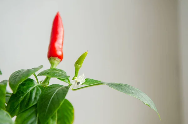 stock image Indoor plant red pepper in the form of a bush, it blooms and together there are red and green fruits, on a white background of the windowsill