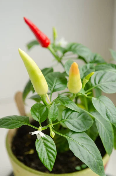 stock image Indoor plant red pepper in the form of a bush, it blooms and together there are red and green fruits, on a white background of the windowsill