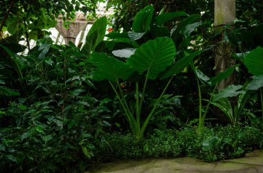 Nemli bir ortamda tropik yeşil bitkiler, yapraklı bir sera, tropiklerin dünyası.