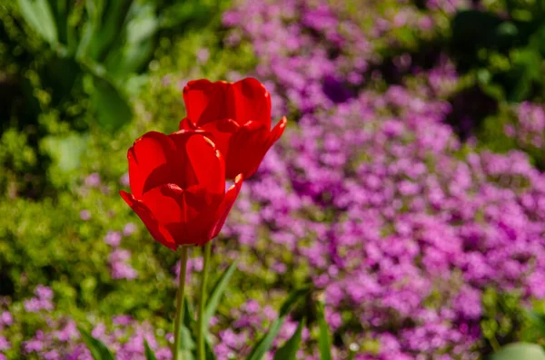 Two red tulips among pink flowers creeping above the ground on a lawn on a sunny day, great background for a card