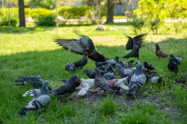 Büyük gri güvercin sürüsü güneşli bir bahar parkında çimlerden havalanıyor.