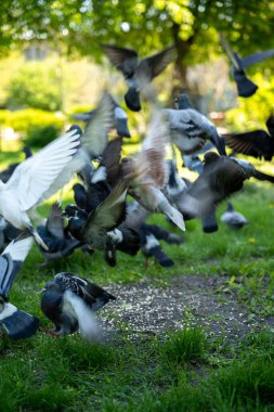 Büyük gri güvercin sürüsü güneşli bir bahar parkında çimlerden havalanıyor.