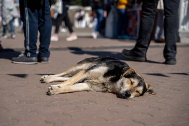 Evsiz sokak köpeği, insan kalabalığının içinde güneşin altında yatıp uyuyor.