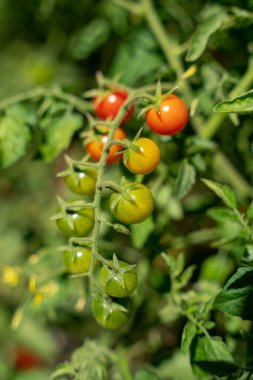 Dalda yetişen kiraz domatesleri, olgunlaşmış kırmızı ve olgunlaşmamış yeşil güneşli bir günde, çalıların üzerinde bir sürü yaprak.