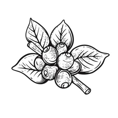 Branch with coffee berries hand drawn black color engraving retro style vector art illustration isolated on white background.