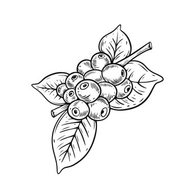 Coffee berries black color outline engraving style sketch vector illustration.