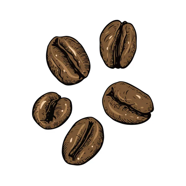 コーヒー豆のカラフルなスケッチスタイルのヴィンテージベクトルアートイラストは白い背景に隔離された — ストックベクタ