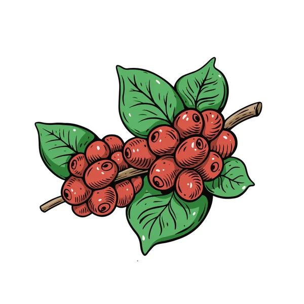 Coffee Berries Colorful Sketch Style Vintage Vector Illustration Isolated White — Stock Vector