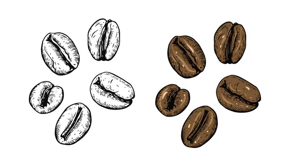 手描きスタイルのコーヒー豆カラフルで黒の色のスケッチアートベクトルイラストは白い背景に隔離された — ストックベクタ