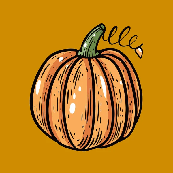 Hand Drawn Colorful Pumpkin Sign Line Art Sketch Vector Illustration — Stock Vector
