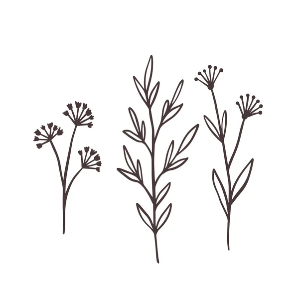 Botanische Bloemen Tak Set Line Art Monochrome Vector Illustratie Geïsoleerd — Stockvector