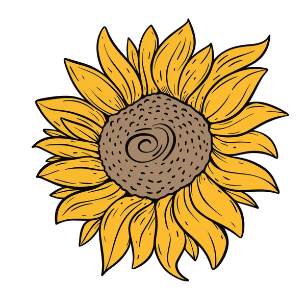 Slunečnicové Botanické Ručně Kreslené Čáry Umění Barevné Vektorové Ilustrace Plochý — Stockový vektor