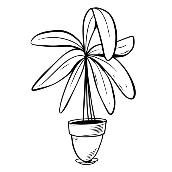 Indoor Plant Een Pot Outline Schets Vector Art Illustratie Geïsoleerd — Stockvector