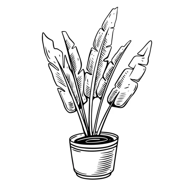 Fekete Színű Hazai Növény Egy Edényben Lapos Design Vektor Illusztráció — Stock Vector
