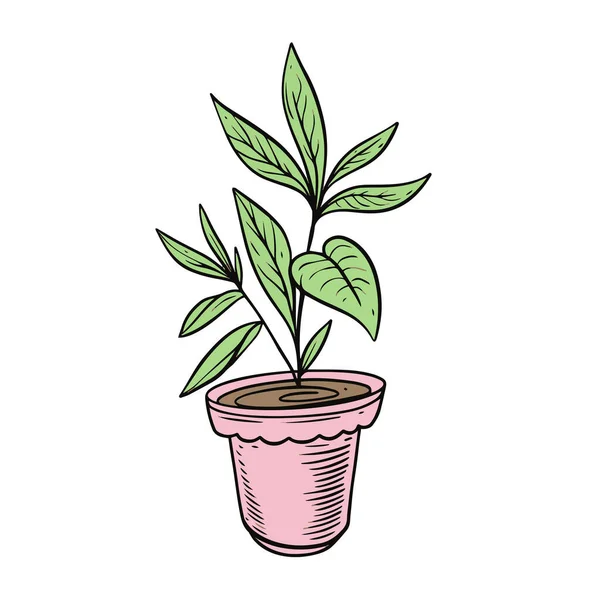 Декоративное Зеленое Растение Розовом Горшке Ручной Рисунок Векторной Иллюстрации Изолированный — стоковый вектор