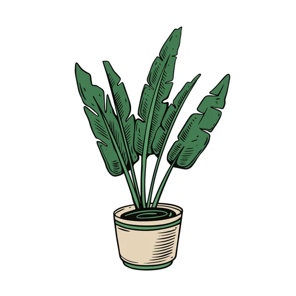 Большое Зеленое Растение Кастрюле Декор Интерьера Ручной Рисунок Векторной Иллюстрации — стоковый вектор