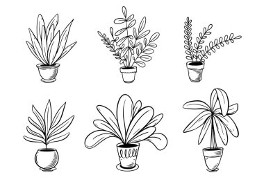 Esrarlı bir saksı içindeki ev bitkisi şafak vakti siyah ana hat tarzında. Beyaz arkaplanda izole edilmiş vektör nesneleri.
