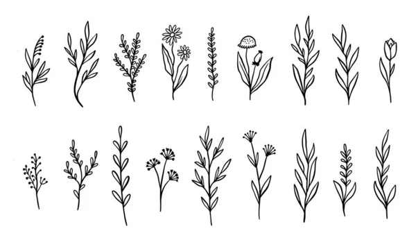 Botanické Prvky Květin Větví Set Vektorová Ilustrace Stylu Čáry Izolováno — Stockový vektor