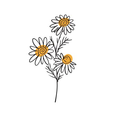 Çiçekli papatya çiçeği bitkisi serbest çizim stili vektör çizimi. Beyaz arkaplanda izole.