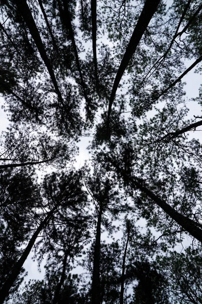 stock image An ants eye view of the pine trees shows the dusky sky above the pine trees