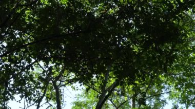 Doğa ağacı çevresi ve Tayland 'da Güneş Günü ile birlikte bol orman.