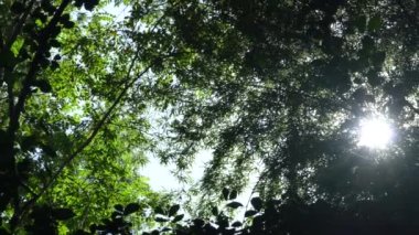 Doğa ağacı çevresi ve Tayland 'da Güneş Günü ile birlikte bol orman.