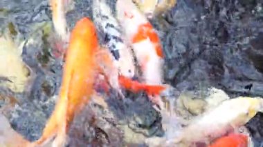 Kırmızı turuncu, siyah ve gümüş renkli çeşitli ve süslü sazan balıkları, açık alandaki büyük su tankında yüzerler..