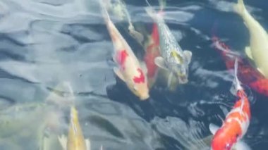 Kırmızı turuncu, siyah ve gümüş renkli çeşitli ve süslü sazan balıkları, açık alandaki büyük su tankında yüzerler..