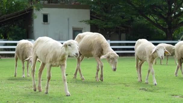 在阳光明媚的一天 人们看到羊在玻璃地里排成一排 背靠着白色的木栅栏散步 — 图库视频影像