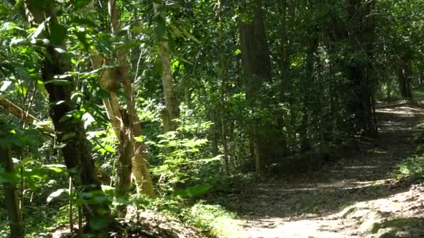 Chodnik Środowisku Przyrody Obfite Lasy Zachodniej Tajlandii — Wideo stockowe