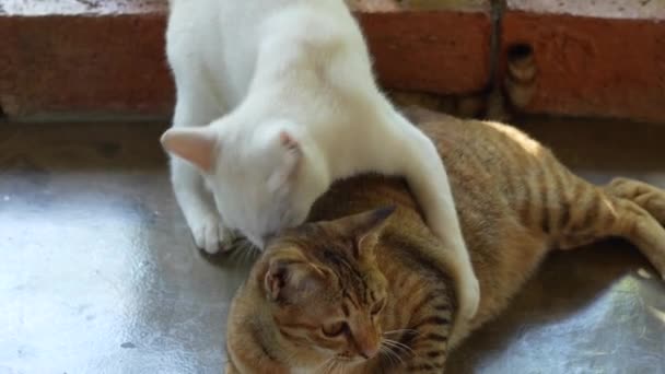 Den Vita Katten Leker Mot Den Svarta Orange Katten Men — Stockvideo