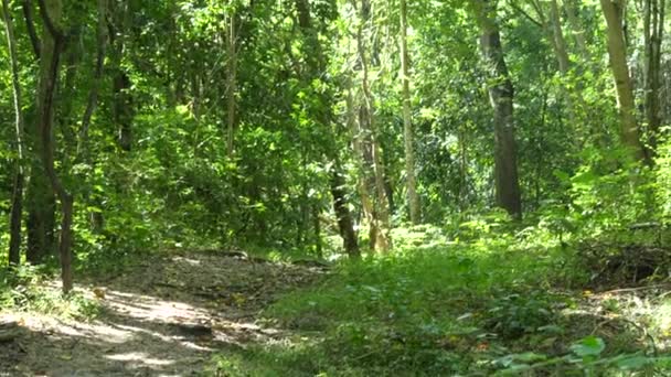 Passarela Ambiente Natureza Floresta Abundante Oeste Tailândia — Vídeo de Stock