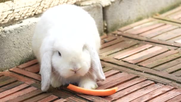 レンガの床にある大きな耳のウサギは ウサギの農場に旅行する子供たちによって供給されるニンジンスティックを食べます — ストック動画