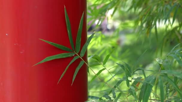 Daun Bambu Dengan Tiang Merah Tradisional Jepang — Stok Video