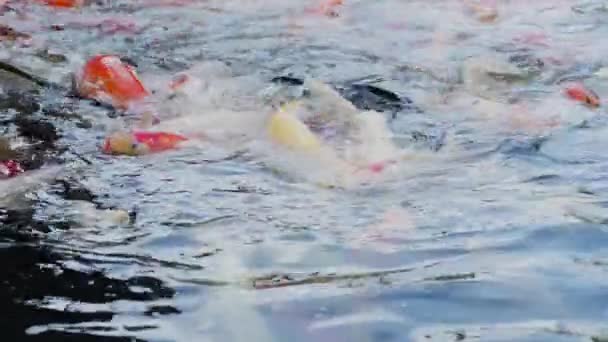 Різноманітна Вишукана Риба Коропа Червоно Жовтим Помаранчевим Чорним Золотом Срібним — стокове відео