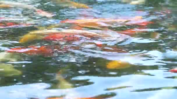Variert Fancy Karpefisk Med Rød Oransje Svart Gull Sølv Farge – stockvideo