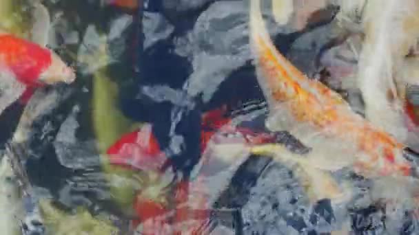 屋外の野外で反射面を持つ大きな水槽では 赤黄橙色の黒金と銀色の多様性と空想的な鯉魚が泳ぐ — ストック動画