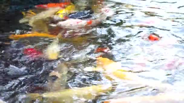 屋外の野外で反射面を持つ大きな水槽では 赤黄橙色の黒金と銀色の多様性と空想的な鯉魚が泳ぐ — ストック動画