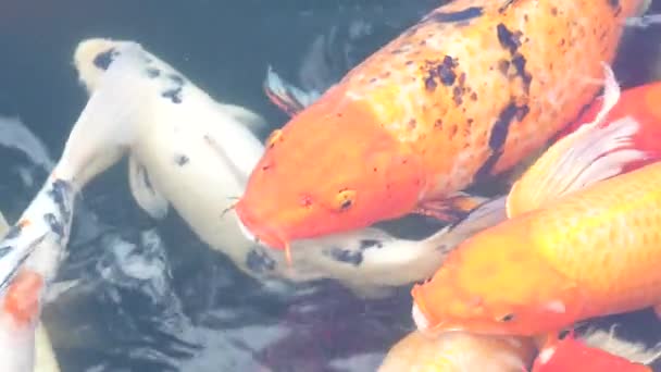 Una Varietà Pesce Carpa Fantasia Con Rosso Giallo Arancio Nero — Video Stock