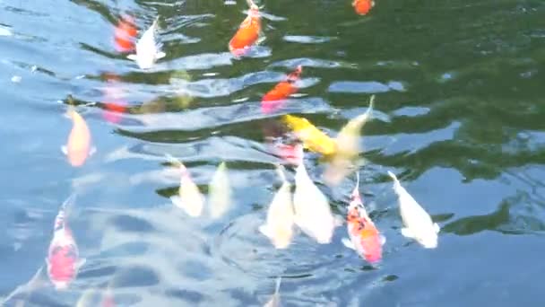 在室外有折射面的大水槽里游动着各种色彩艳丽的红 银色鲤鱼 — 图库视频影像