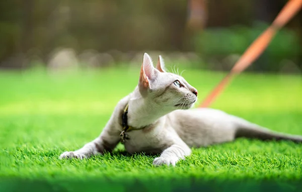Bir Kedi Çimlerin Üzerine Uzanmış Yakasında Çan Turuncu Tasma Olan — Stok fotoğraf