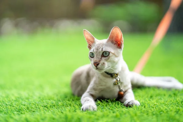 Bir Kedi Çimlerin Üzerine Uzanmış Yakasında Çan Turuncu Tasma Olan — Stok fotoğraf