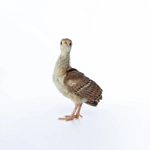 Malý Světle Hnědý Mladý Indiánský Peafowl Byl Vyfocen Zblízka Studiu — Stock fotografie