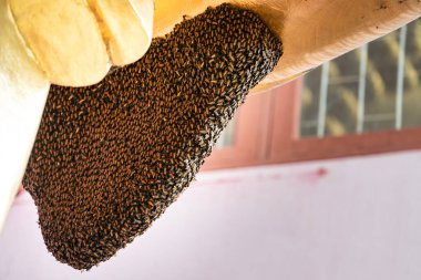 There is a white bee nest occur under arm of golden big Buddha statue that have smooth skin.