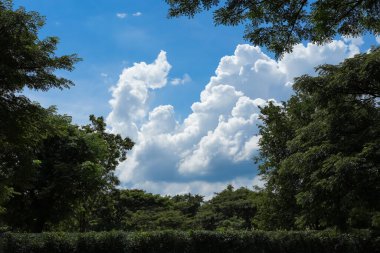 Doğa ağacı çevresi ve Tayland 'da Güneş Günü ile birlikte bol orman.
