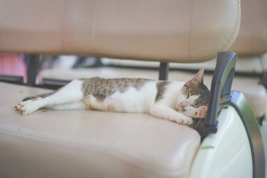 Genç dişi beyaz kahverengi kedi, öğleden sonra gözleriyle golf arabasının koltuğunda uyuyarak rüya görüyor..