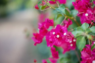 Yaz mevsiminde açık havada çiçek açan begonvillerin kapanışı..